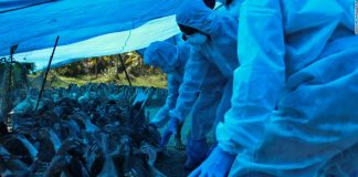 La India confirma casos de gripe aviar en siete estados gripe aviar