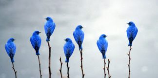 El pájaro azul