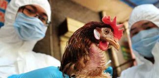 Se detecta primer caso de transmisión de cepa H5N8 de gripe aviar al ser humano