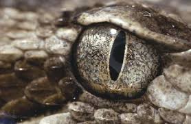 Bernardo Kordon-Los ojos de Celina-serpiente