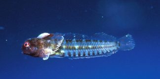 peces que habitan en arrecifes