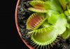 la planta carnívora