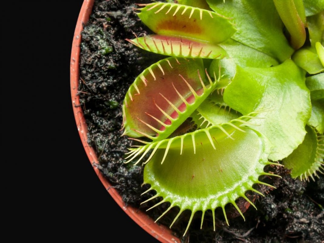 la planta carnívora