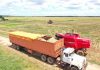 Iniciará cosecha de 25 mil hectáreas de arroz en Guárico 25 mil hectáreas de arroz en Guárico
