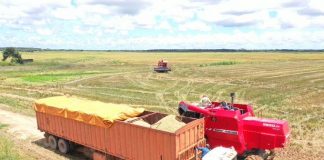 25 mil hectáreas de arroz en Guárico
