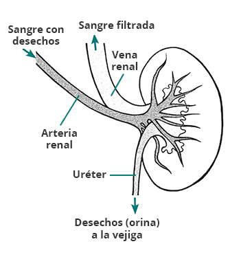 Los Riñones