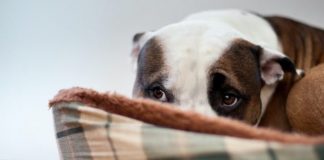 ¿Sabes qué hacer para calmar a un perro asustado? perro asustado