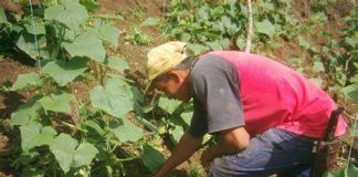 Federación Campesina de Venezuela propone reforma de leyes