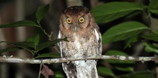 Descubren dos nuevas especies de búhos chillones búhos chillones