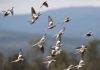 ¡Diversidad! En el mundo hay 50.000 millones de aves pájaros