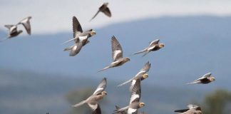 pájaros