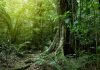 los bosques tropicales