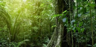 los bosques tropicales