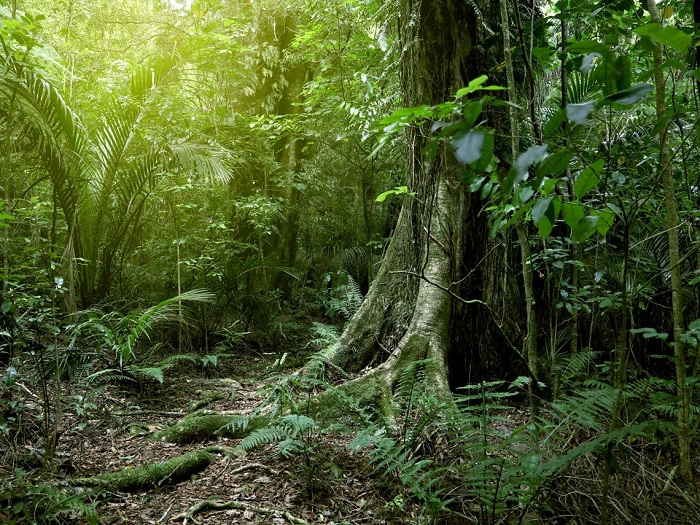 bosques los bosques tropicales