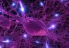 El cerebro