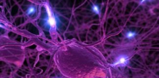 El cerebro