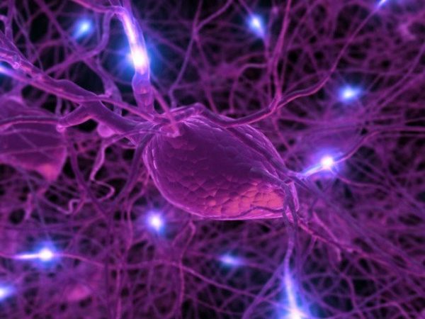 hormona producida en el cerebro