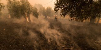 Incendios forestales