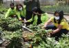 Activado Organopónico Bolívar 1 para el cultivo de hortalizas en Caracas