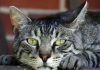 curiosidades sobre los gatos