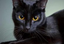 Los gatos negros