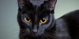 Los gatos negros