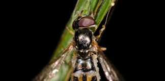 insectos necrofilia