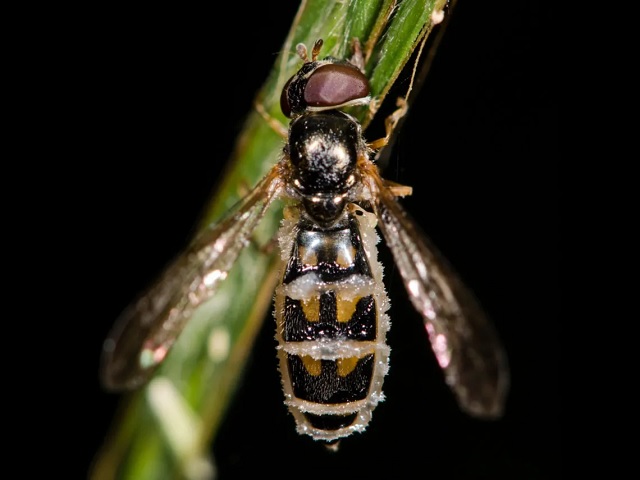insectos necrofilia