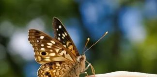 Mariposa