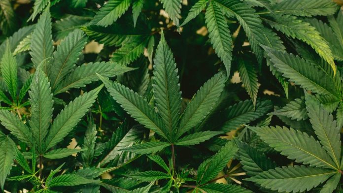 Colombia anuncia regularización del cannabis
