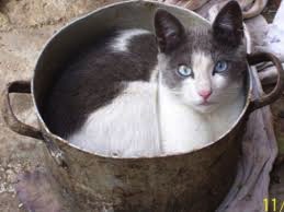 GATO-COCIDO