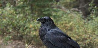 ¿Sabías que algunos animales utilizan las matemáticas? Las matemáticas