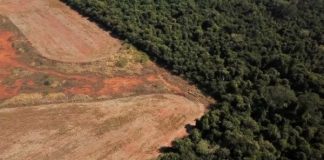 Deforestación en Amazonía creció un 56,6 % en tres años