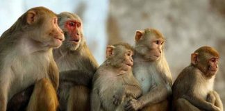 Los monos-La India 2