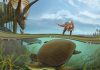 Descubren una tortuga que convivió con los dinosaurios Tortuga que convivió con los dinosaurios