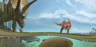 Tortuga que convivió con los dinosaurios