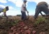 Carabobo: organizan IV Encuentro Nacional de Productores de Papa