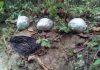 FANB destruye otro campamento Tancol