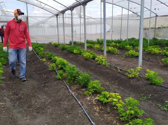 INIA tomates 4 mil kilos de tomates