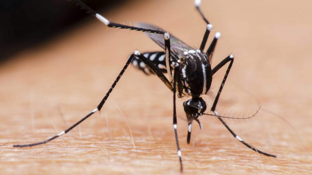 Mosquito-aedes aegypti Mosquito-aedes aegypti