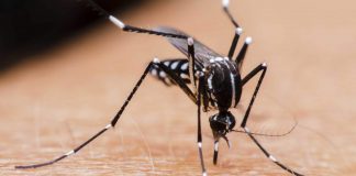 Mosquito-aedes aegypti