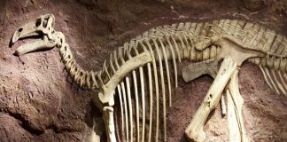 Los Dinosaurios