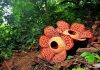 Conoce la que es considerada la flor más grande del mundo la flor más grande del mundo