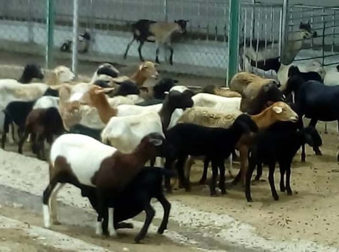 ovinos Ovinos y caprinos