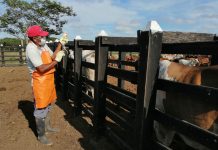 Inicia primer Ciclo de vacunación contra Fiebre Aftosa 2022 en Carabobo