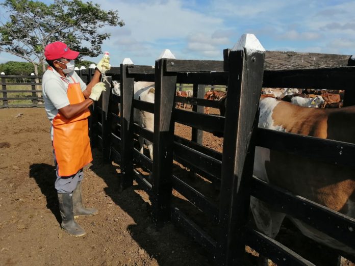 Inicia primer Ciclo de vacunación contra Fiebre Aftosa 2022 en Carabobo Inicia primer Ciclo de vacunación contra Fiebre Aftosa 2022 en Carabobo