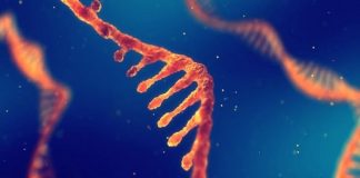 Investigadores chinos descubren nuevo ARN de transferecia bacteriano