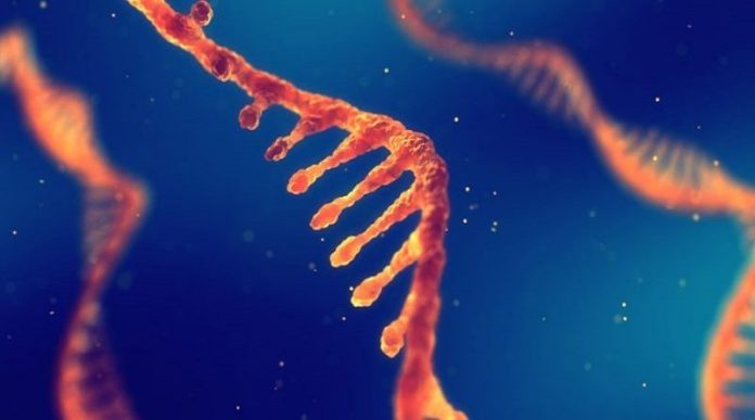 Investigadores chinos descubren nuevo ARN de transferecia bacteriano