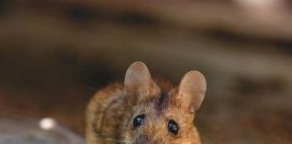 Detectan nuevo coronavirus que trasmiten los roedores