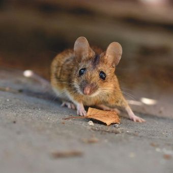 Detectan nuevo coronavirus que trasmiten los roedores Detectan nuevo coronavirus que trasmiten los roedores